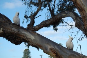 Birds