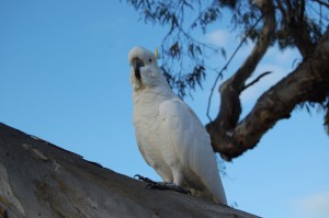 Birds