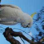 Birdie