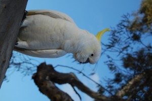 Birdie