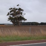 Somewhere between Camperdown and Colac