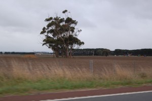 Somewhere between Camperdown and Colac