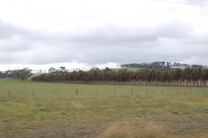 Somewhere between Camperdown and Colac