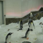 Penguins in the Melbourne Aquarium