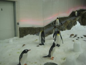 Penguins in the Melbourne Aquarium