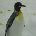 A king penguin