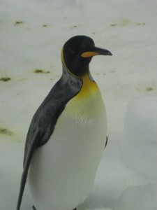 A king penguin