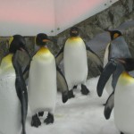 A bunch of king penguins