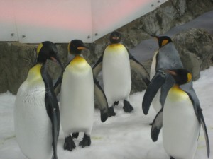 A bunch of king penguins
