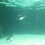 Diving penguins