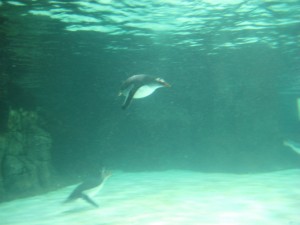 Diving penguins