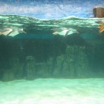 Diving penguins