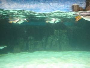 Diving penguins