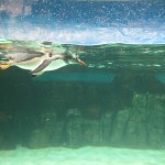 Diving penguins