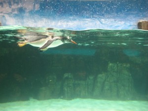 Diving penguins