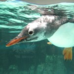A penguin close up
