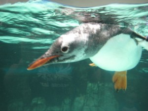 A penguin close up