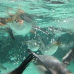 A swarm of diving penguins