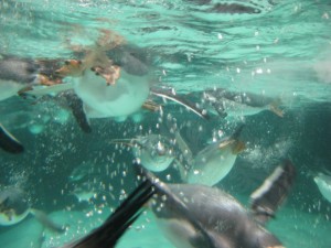 A swarm of diving penguins