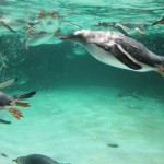 A swarm of diving penguins
