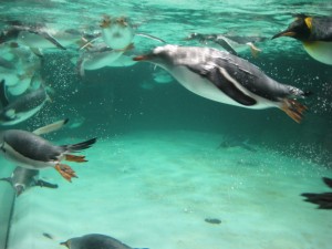 A swarm of diving penguins