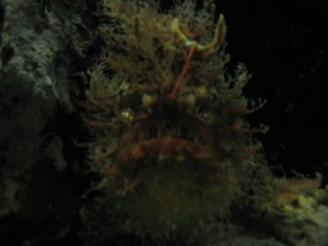 That actually is a fish