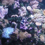 Some more fishes