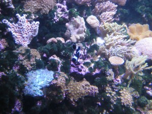 Some more fishes