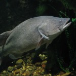 Guess what, a fish!