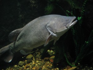 Guess what, a fish!