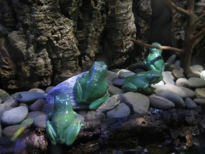 The same frogs like we've got in the garden