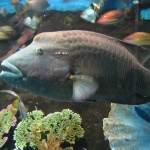Mr. Fish again