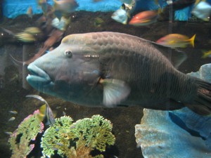 Mr. Fish again