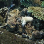An Eel