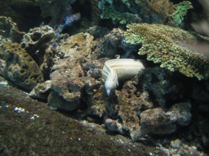 An Eel