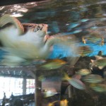 Flying turtle