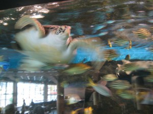 Flying turtle