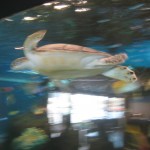 Flying turtle