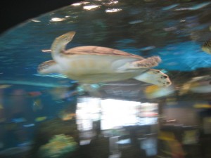 Flying turtle