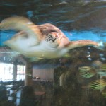 The return of flying turtle