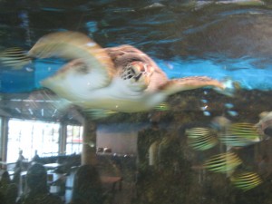 The return of flying turtle