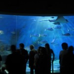 The big aquarium even had sharks in it