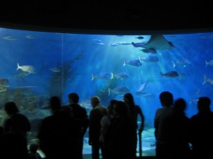 The big aquarium even had sharks in it