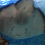 Hey it's ray again