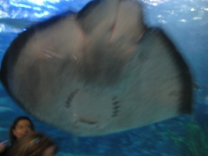 Hey it's ray again