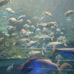 What a swarm