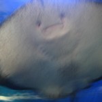 Oh hey it's ray again. His face reminds me somehow of the lolchair. :D