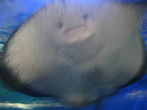 Oh hey it's ray again. His face reminds me somehow of the lolchair. :D