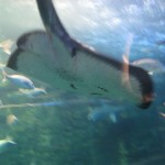 Ray is flying by