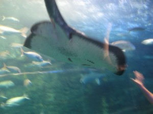 Ray is flying by